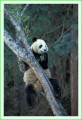 Thumbs/tn_panda05.jpg