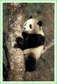 Thumbs/tn_panda08.jpg