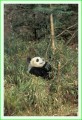 Thumbs/tn_panda10.jpg