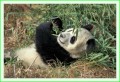 Thumbs/tn_panda12.jpg