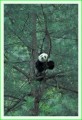 Thumbs/tn_panda14.jpg