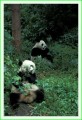 Thumbs/tn_panda15.jpg