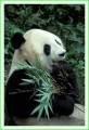 Thumbs/tn_panda17.jpg