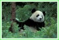 Thumbs/tn_panda19.jpg