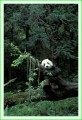 Thumbs/tn_panda21.jpg
