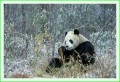 Thumbs/tn_panda27.jpg
