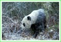 Thumbs/tn_panda28.jpg