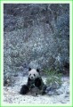 Thumbs/tn_panda35.jpg