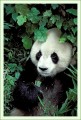 Thumbs/tn_panda47.jpg
