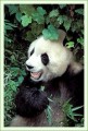 Thumbs/tn_panda48.jpg
