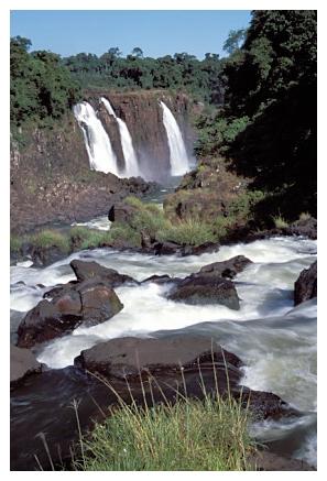 ../Images/iguaforest14.jpg