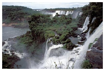 ../Images/iguaforest20.jpg