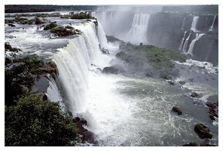 ../Images/iguaforest23.jpg