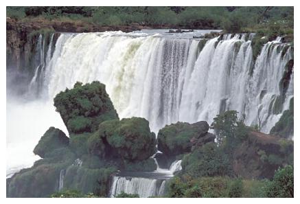 ../Images/iguaforest31.jpg
