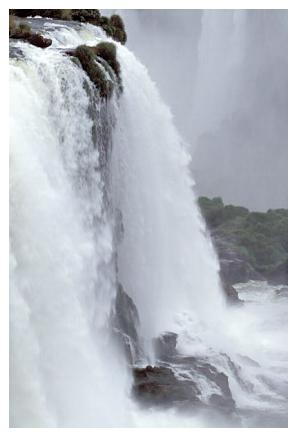 ../Images/iguaforest45.jpg