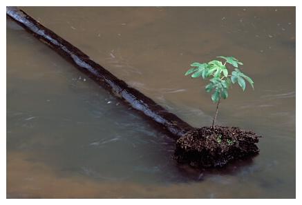 ../Images/iguaforest46.jpg
