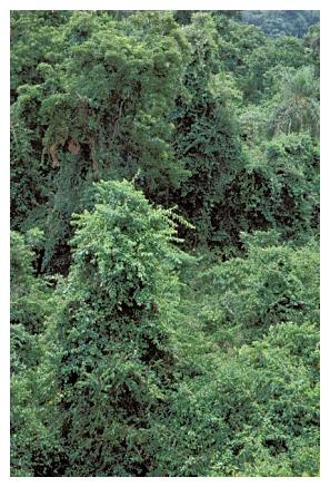 ../Images/iguaforest49.jpg