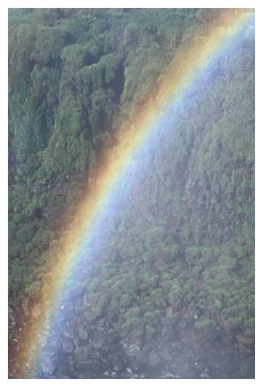 ../Images/iguaforest59.jpg