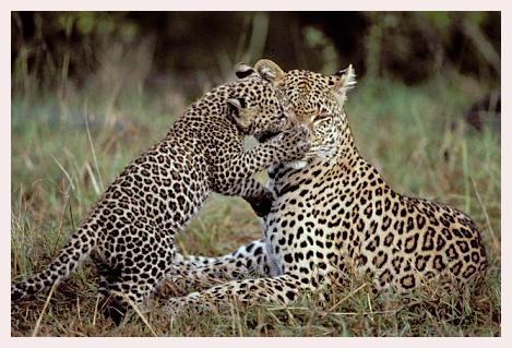 ../Images/leoparden003.jpg