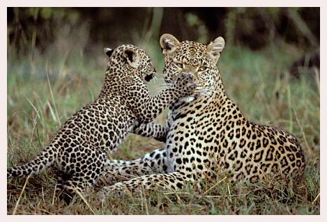 ../Images/leoparden004.jpg
