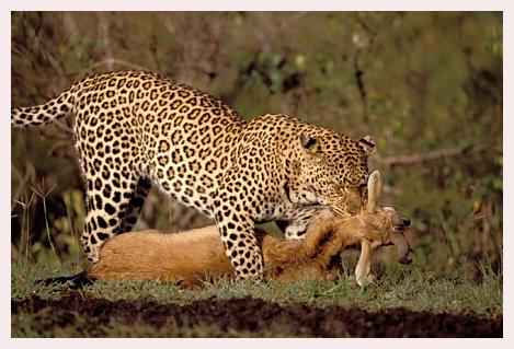 ../Images/leoparden007.jpg