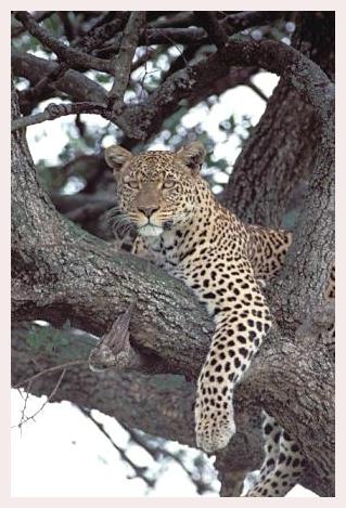 ../Images/leoparden034.jpg