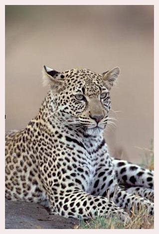 ../Images/leoparden098.jpg
