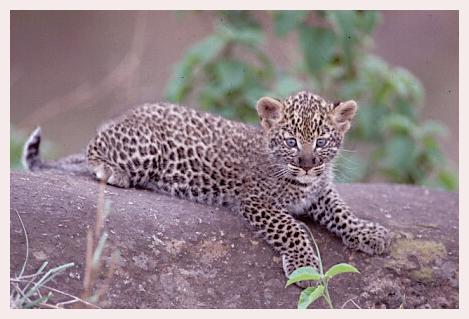 ../Images/leoparden115.jpg