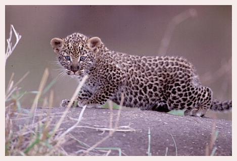 ../Images/leoparden116.jpg
