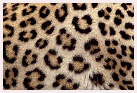 ../Images/leoparden139.jpg