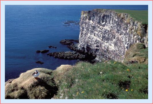 ../Images/puffin02.jpg