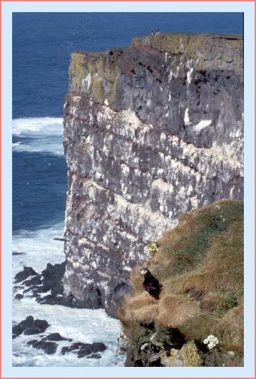 ../Images/puffin08.jpg