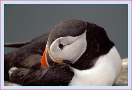 ../Images/puffin27.jpg
