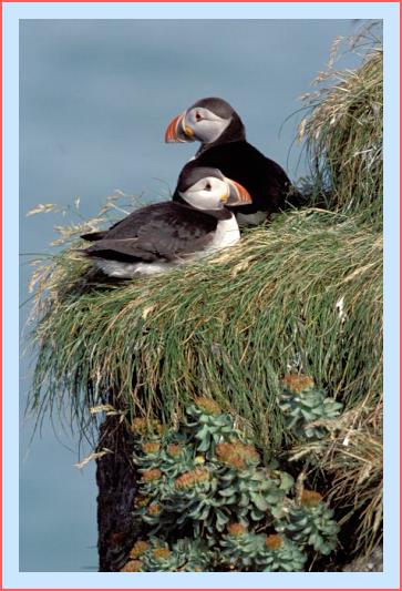 ../Images/puffin33.jpg