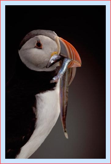../Images/puffin42.jpg