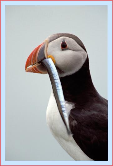 ../Images/puffin48.jpg