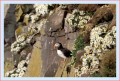 Thumbs/tn_puffin11.jpg