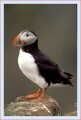 Thumbs/tn_puffin15.jpg