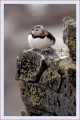 Thumbs/tn_puffin17.jpg