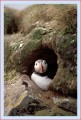 Thumbs/tn_puffin22.jpg
