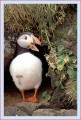 Thumbs/tn_puffin25.jpg