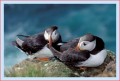 Thumbs/tn_puffin28.jpg