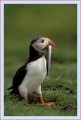 Thumbs/tn_puffin34.jpg