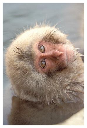 ../Images/snowmonkey08.jpg