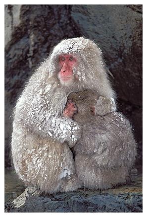 ../Images/snowmonkey11.jpg