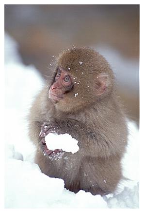 ../Images/snowmonkey18.jpg
