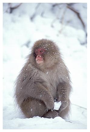 ../Images/snowmonkey19.jpg