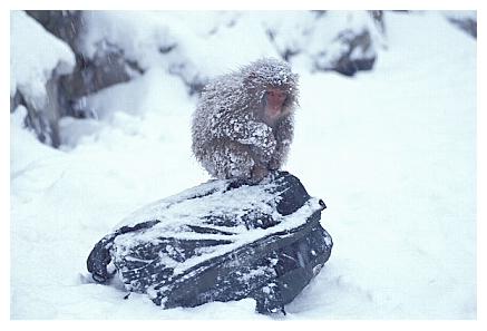 ../Images/snowmonkey21.jpg
