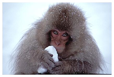 ../Images/snowmonkey23.jpg