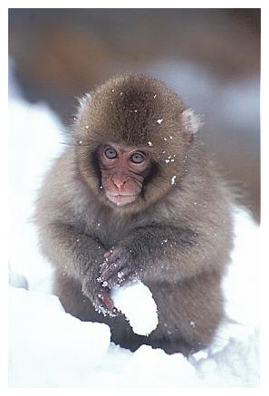 ../Images/snowmonkey24.jpg
